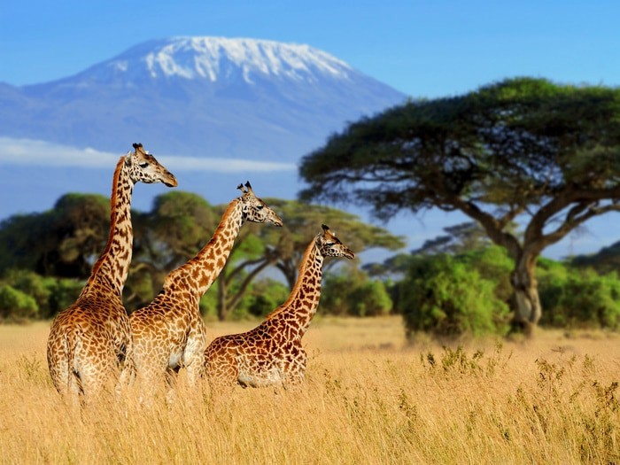 Discover Tanzania in group with Precision Air: Safari and african hospitality