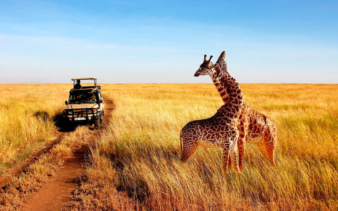 Conectividad especializada a destinos de Safari